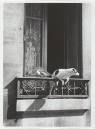 Paris, The Concierge's Dog | The Art Institute of Chicago