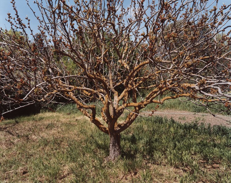 A Male Pistachio Tree in Bloom, Village Homes, Davis, California The Art Institute of Chicago